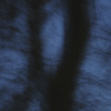 Louise Dudis, Tree 12, 2009